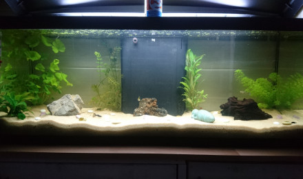 aquarium CBB Guppys Nursery