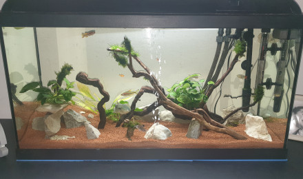 aquarium Lucas