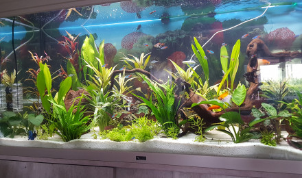 aquarium Communautaire