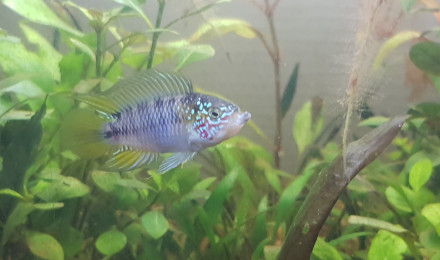 aquarium Amazonien