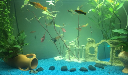 aquarium mon 1