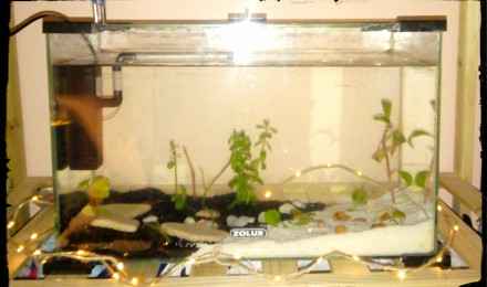 aquarium Kulli