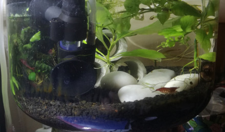 aquarium Shrimp begins