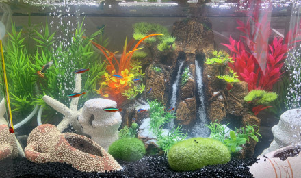 aquarium Aquarium 60L