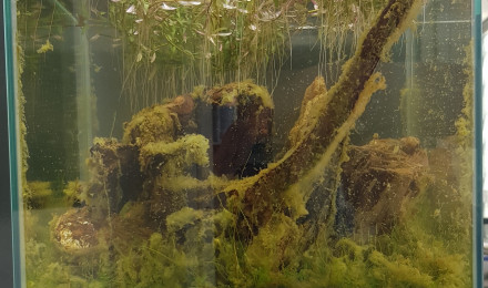 aquarium Nano Low-tech pour mon bureau