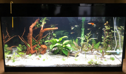 aquarium ASKOLL PURE LED 94L