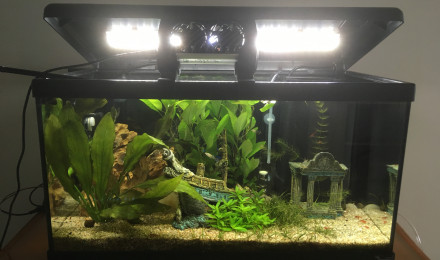 aquarium Aquarium 60l