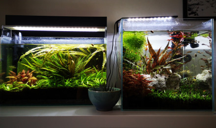 aquarium Nano guppy males