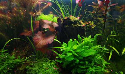 aquarium 1er aquascape
