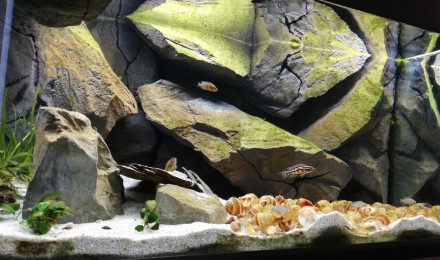 aquarium Tanganyika 250