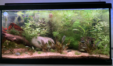aquarium Low tech 60l
