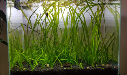 aquarium NANO BENDERWATER