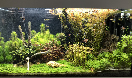 aquarium 125L