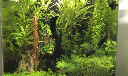 aquarium 30L