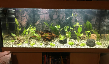 aquarium aqua 240L