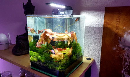 aquarium Nano cube Dennerle 10L