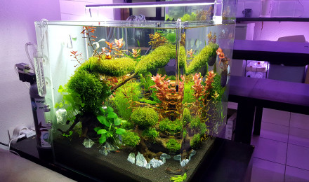 aquarium Aquascaping Japonais