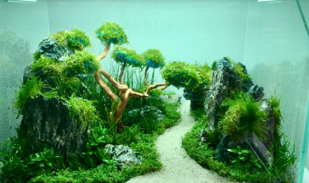 aquarium Aquascaping