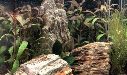 aquarium Nano 10 L bureau