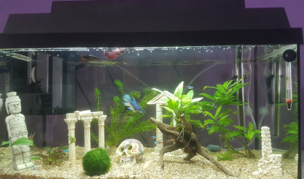 aquarium Aquarium naturel