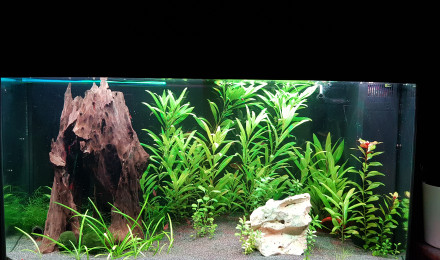 aquarium Aquarium 2