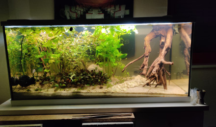 aquarium Asiatique 180
