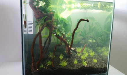 aquarium Aquascaping betta