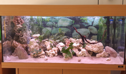 aquarium tanganyika