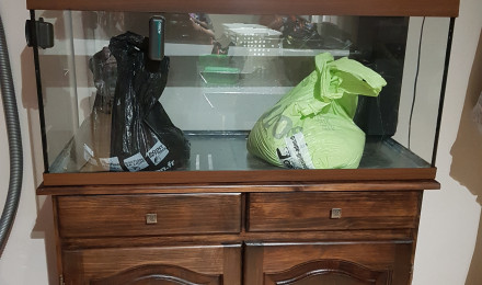 aquarium Le petit nouveau