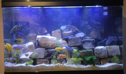 aquarium Biotope Cichlidé de malawi