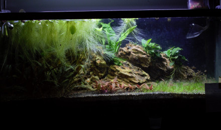 aquarium Aquarium Principal