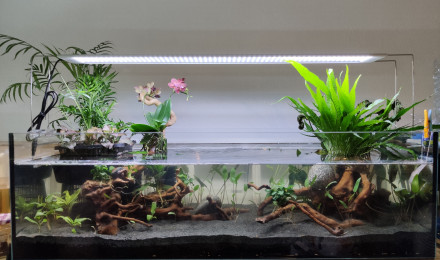 aquarium Riparium 80L - Jean-Michel Betta