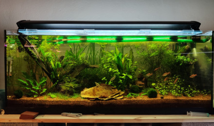 aquarium 1er Asiatique 160L