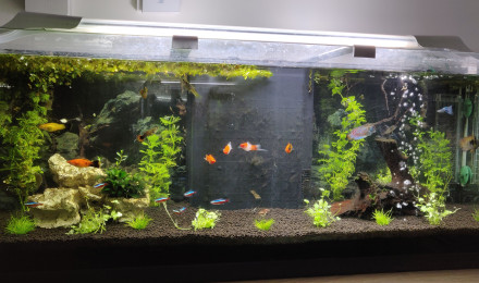 aquarium Principal