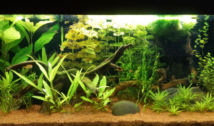 aquarium Asie du Sud-Est