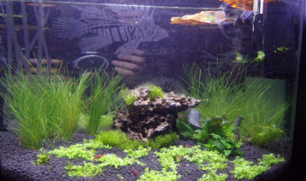 aquarium bac 1