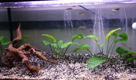aquarium bac 2