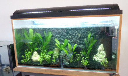 aquarium bac 3