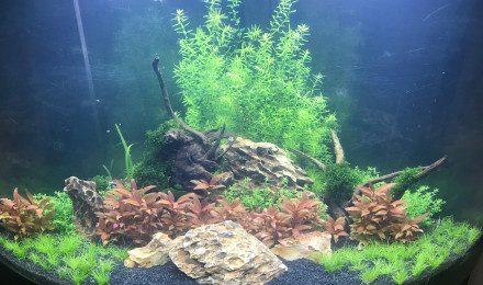 aquarium Juwel 190L Elevage Scalaires