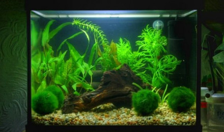 aquarium Pégacrevette