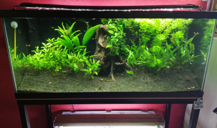 aquarium 80L Guppys endlers