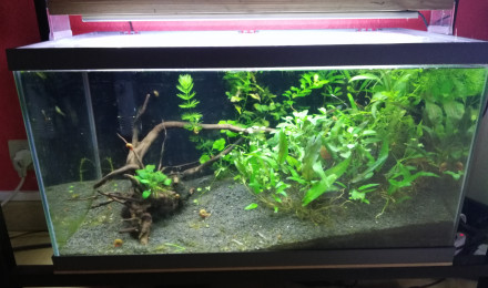 aquarium 50 L Reproducteurs guppys endlers
