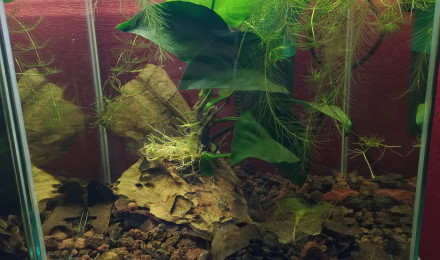 aquarium 14 L Red Cherry