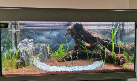 aquarium Little Canyon