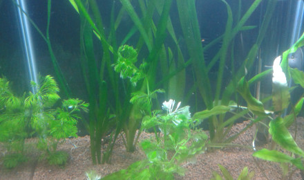 aquarium 30 L dennerle