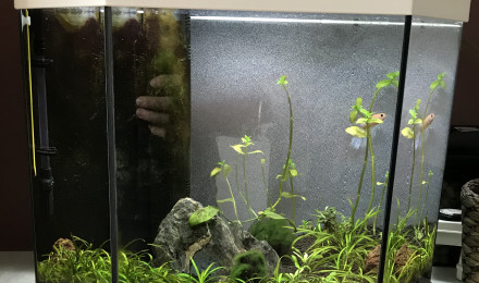 aquarium 27L - Betta