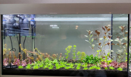 aquarium Crevettes 126L
