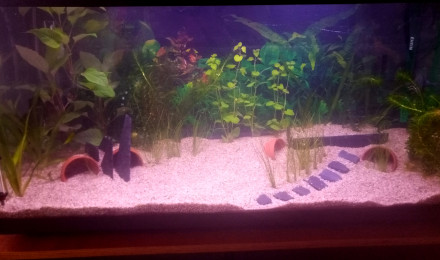 aquarium Aqua 01