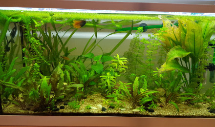aquarium Premier bac
