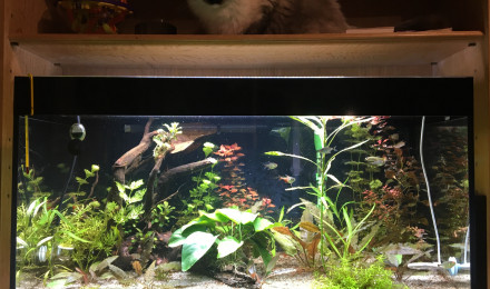 aquarium ASKOLL PURE LED 94L